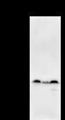 PAX8 Antibody - Detection of PAX8 by Western blot. Samples: Whole cell lysate from human HeLa (H, 25 ug) , mouse NIH3T3 (M, 50 ug) and rat F2408 (R, 50 ug) cells. Predicted molecular weight: 48 kDa