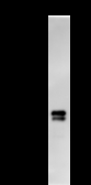 PAX8 Antibody - Immunoprecipitation: RIPA lysate of HeLa cells was incubated with anti-PAX8 mAb. Predicted molecular weight: 48 kDa