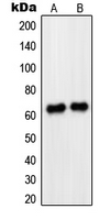 PAX8 Antibody - Western blot analysis of PAX8 expression in HeLa (A); HEK293T (B) whole cell lysates.