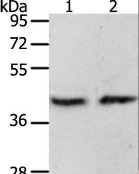 PAX8 Antibody - Western blot analysis of MCF7 cell and mouse brain tissue, using PAX8 Polyclonal Antibody at dilution of 1:250.