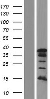 PAX8 Protein - Western validation with an anti-DDK antibody * L: Control HEK293 lysate R: Over-expression lysate