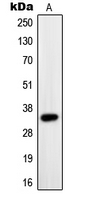 PAX9 Antibody - Western blot analysis of PAX9 expression in Jurkat (A) whole cell lysates.