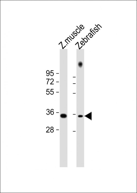 PAX9 Antibody - All lanes: Anti-zebrafish PAX9 Antibody at 1:1000 dilution Lane 1: zebrafish muscle lysate Lane 2: zebrafish lysate Lysates/proteins at 20 µg per lane. Secondary Goat Anti-Rabbit IgG, (H+L), Peroxidase conjugated at 1/10000 dilution. Predicted band size: 30 kDa Blocking/Dilution buffer: 5% NFDM/TBST.