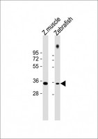 PAX9 Antibody - All lanes: Anti-zebrafish PAX9 Antibody at 1:1000 dilution Lane 1: zebrafish muscle lysate Lane 2: zebrafish lysate Lysates/proteins at 20 µg per lane. Secondary Goat Anti-Rabbit IgG, (H+L), Peroxidase conjugated at 1/10000 dilution. Predicted band size: 30 kDa Blocking/Dilution buffer: 5% NFDM/TBST.