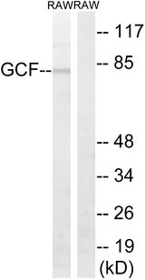 PAXBP1 / GCFC1 Antibody - Western blot analysis of lysates from RAW264.7 cells, using GCF Antibody. The lane on the right is blocked with the synthesized peptide.