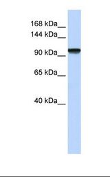 PAXBP1 / GCFC1 Antibody - Fetal muscle lysate. Antibody concentration: 1.0 ug/ml. Gel concentration: 6-18%.  This image was taken for the unconjugated form of this product. Other forms have not been tested.