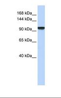 PAXBP1 / GCFC1 Antibody - Fetal muscle lysate. Antibody concentration: 1.0 ug/ml. Gel concentration: 6-18%.  This image was taken for the unconjugated form of this product. Other forms have not been tested.
