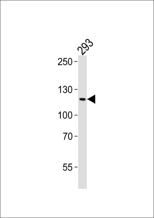 PAXIP1 / PTIP Antibody - Western blot of lysate from 293 cell line with PAXIP1 Antibody. Antibody was diluted at 1:1000. A goat anti-rabbit IgG H&L (HRP) at 1:10000 dilution was used as the secondary antibody. Lysate at 35 ug.
