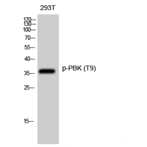 PBK / TOPK Antibody - Western blot of Phospho-PBK (T9) antibody