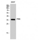 PBK / TOPK Antibody - Western blot of PBK antibody