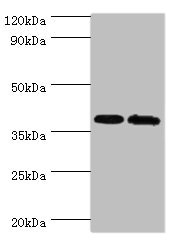 PBK / TOPK Antibody - Western blot All lanes: PBK antibody at 6µg/ml Lane 1: Hela whole cell lysate Lane 2: Mouse gonad tissue Secondary Goat polyclonal to rabbit IgG at 1/10000 dilution Predicted band size: 37, 38 kDa Observed band size: 37 kDa