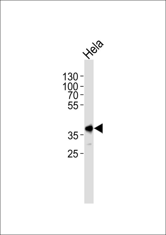 PBK / TOPK Antibody - Western blot of lysate from HeLa cell line, using Mouse Pbk Antibody. Antibody was diluted at 1:1000. A goat anti-rabbit IgG H&L (HRP) at 1:5000 dilution was used as the secondary antibody. Lysate at 35ug.
