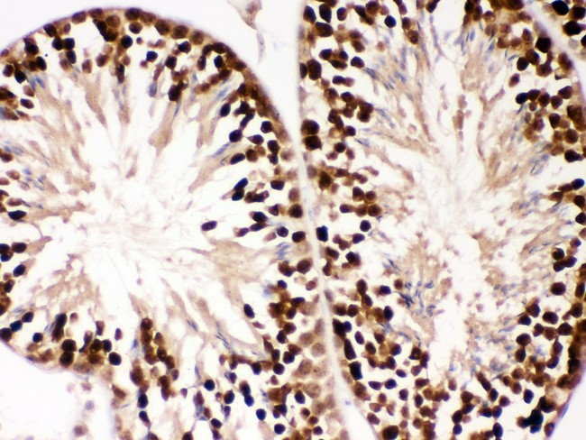 PBK / TOPK Antibody - PBK antibody IHC-paraffin: Mouse Testis Tissue.