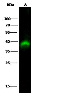 PBK / TOPK Antibody - Anti-PBK mouse monoclonal antibody at 1:500 dilution. Lane A: SW480 Whole Cell Lysate. Lysates/proteins at 30 ug per lane. Secondary: Goat Anti-Mouse IgG H&L (Dylight800) at 1/15000 dilution. Developed using the Odyssey technique. Performed under reducing conditions. Predicted band size: 36 kDa. Observed band size: 38 kDa.