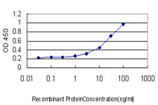PBK / TOPK Antibody - Detection limit for recombinant GST tagged PBK is approximately 1 ng/ml as a capture antibody.