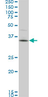 PBK / TOPK Antibody - PBK monoclonal antibody (M07), clone 3A7. Western blot of PBK expression in 293.