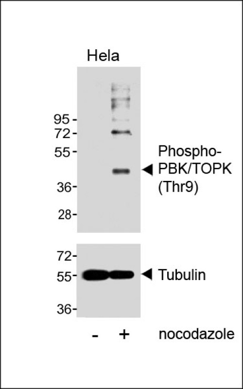PBK / TOPK Antibody - Western blot analysis of lysates from Hela cell line, untreated or treated with Nocodazole, 100ng/ml, using Phospho-PBK/TOPK (Thr9) Antibody (upper) or Tubulin (lower).