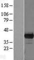 PBK / TOPK Protein - Western validation with an anti-DDK antibody * L: Control HEK293 lysate R: Over-expression lysate