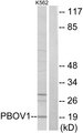 PBOV1 Antibody - Western blot analysis of lysates from K562 cells, using PBOV1 Antibody. The lane on the right is blocked with the synthesized peptide.