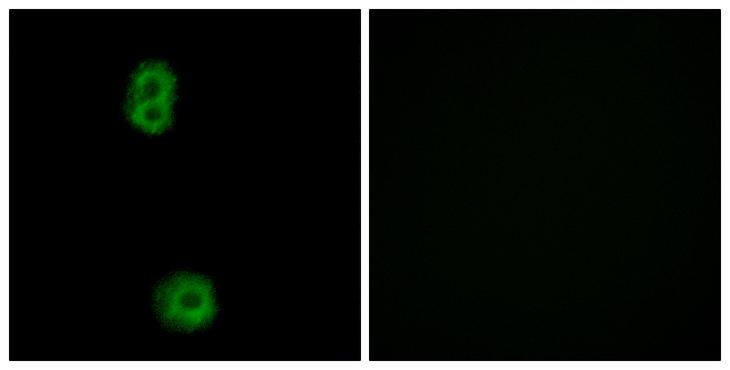 PBOV1 Antibody - Peptide - + Immunofluorescence analysis of MCF-7 cells, using K0100 antibody.