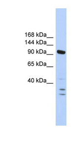 PBRM1 / BAF180 / PB1 Antibody - PBRM1 antibody Western blot of MCF7 cell lysate. This image was taken for the unconjugated form of this product. Other forms have not been tested.