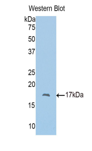 PBRM1 / BAF180 / PB1 Antibody - Western blot of recombinant PBRM1 / BAF180 / PB1.  This image was taken for the unconjugated form of this product. Other forms have not been tested.