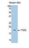 PBRM1 / BAF180 / PB1 Antibody - Western blot of recombinant PBRM1 / BAF180 / PB1.  This image was taken for the unconjugated form of this product. Other forms have not been tested.