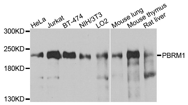 PBRM1 / BAF180 / PB1 Antibody - Western blot analysis of extracts of various cells.