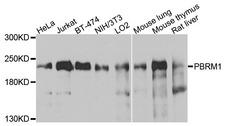 PBRM1 / BAF180 / PB1 Antibody - Western blot analysis of extracts of various cells.
