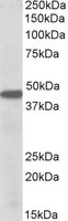 PBX1 Antibody - PBX1 antibody (0.5 ug/ml) staining of K562 lysate (35 ug protein/ml in RIPA buffer). Primary incubation was 1 hour. Detected by chemiluminescence.