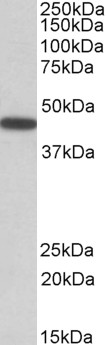 PBX1 Antibody - Goat Anti-PBX1 Antibody (0.5µg/ml) staining of Mouse Eye lysate (35µg protein in RIPA buffer). Primary incubation was 1 hour. Detected by chemiluminescencence.