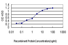 PBX1 Antibody - Detection limit for recombinant GST tagged PBX1 is approximately 0.03 ng/ml as a capture antibody.