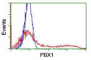 PBX1 Antibody - HEK293T cells transfected with either overexpress plasmid (Red) or empty vector control plasmid (Blue) were immunostained by anti-PBX1 antibody, and then analyzed by flow cytometry.