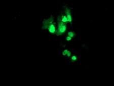 PBX1 Antibody - Anti-PBX1 mouse monoclonal antibody immunofluorescent staining of COS7 cells transiently transfected by pCMV6-ENTRY PBX1.
