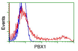 PBX1 Antibody - HEK293T cells transfected with either overexpress plasmid (Red) or empty vector control plasmid (Blue) were immunostained by anti-PBX1 antibody, and then analyzed by flow cytometry.