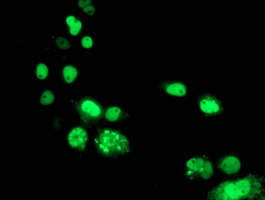 PBX1 Antibody - Anti-PBX1 mouse monoclonal antibody immunofluorescent staining of COS7 cells transiently transfected by pCMV6-ENTRY PBX1.