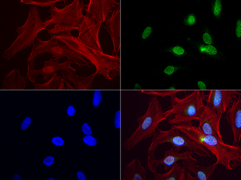 PBX1 Antibody - Immunofluorescent staining of HeLa cells using anti-PBX1 mouse monoclonal antibody  green, 1:50). Actin filaments were labeled with Alexa Fluor® 594 Phalloidin. (red), and nuclear with DAPI. (blue).