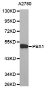 PBX1 Antibody - Western blot analysis of extracts of A2780 cell line, using PBX1 antibody.