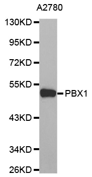 PBX1 Antibody - Western blot analysis of extracts of A2780 cell line, using PBX1 antibody.
