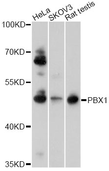 PBX1 Antibody - Western blot analysis of extracts of various cell lines, using PBX1 antibody at 1:1000 dilution. The secondary antibody used was an HRP Goat Anti-Rabbit IgG (H+L) at 1:10000 dilution. Lysates were loaded 25ug per lane and 3% nonfat dry milk in TBST was used for blocking. An ECL Kit was used for detection and the exposure time was 30s.