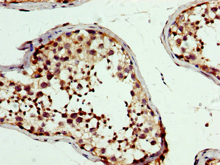 PBX1 Antibody - Immunohistochemistry image at a dilution of 1:300 and staining in paraffin-embedded human testis tissue performed on a Leica BondTM system. After dewaxing and hydration, antigen retrieval was mediated by high pressure in a citrate buffer (pH 6.0) . Section was blocked with 10% normal goat serum 30min at RT. Then primary antibody (1% BSA) was incubated at 4 °C overnight. The primary is detected by a biotinylated secondary antibody and visualized using an HRP conjugated SP system.