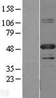 PBX1 Protein - Western validation with an anti-DDK antibody * L: Control HEK293 lysate R: Over-expression lysate