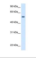 PBX2 Antibody - Drosophila cell lysate. Antibody concentration: 5.0 ug/ml. Gel concentration: 12%.  This image was taken for the unconjugated form of this product. Other forms have not been tested.