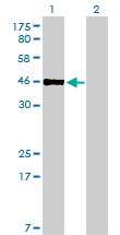 PBX2 Antibody - Western Blot analysis of PBX2 expression in transfected 293T cell line by PBX2 monoclonal antibody (M01), clone 2E9.Lane 1: PBX2 transfected lysate(45.9 KDa).Lane 2: Non-transfected lysate.