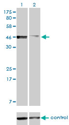 PBX2 Antibody - Western blot analysis of PBX2 over-expressed 293 cell line, cotransfected with PBX2 Validated Chimera RNAi (Lane 2) or non-transfected control (Lane 1). Blot probed with PBX2 monoclonal antibody (M01), clone 2E9 . GAPDH ( 36.1 kDa ) used as specificity and loading control.