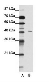 PBX2 Antibody - A: Marker, B: HepG2 Cell Lysate.  This image was taken for the unconjugated form of this product. Other forms have not been tested.