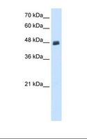 PBX2 Antibody - Transfected 293T cell lysate. Antibody concentration: 0.5 ug/ml. Gel concentration: 12%.  This image was taken for the unconjugated form of this product. Other forms have not been tested.