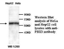 PBX3 Antibody