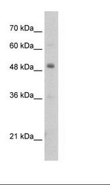 PBX3 Antibody - HepG2 Cell Lysate.  This image was taken for the unconjugated form of this product. Other forms have not been tested.
