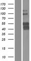 PBX3 Protein - Western validation with an anti-DDK antibody * L: Control HEK293 lysate R: Over-expression lysate
